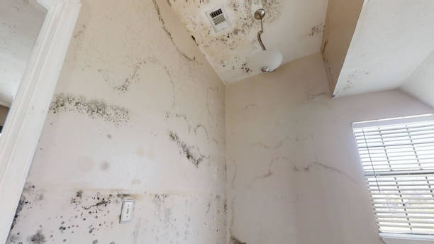 Best Mold-Related Health Consultation  in Muncie, IN