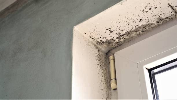 Best Mold Odor Removal Services  in Muncie, IN
