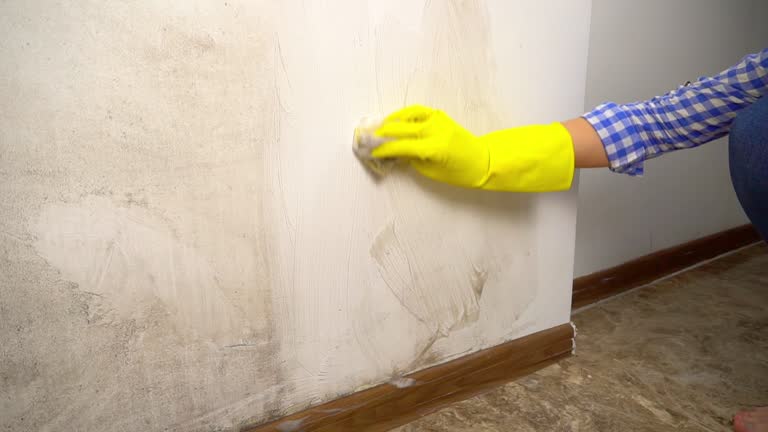 Best Mold Documentation for Insurance Claims  in Muncie, IN
