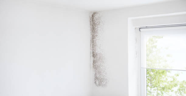 Best Environmental Consulting for Mold Prevention  in Muncie, IN
