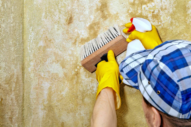 Best Water Damage & Mold Remediation  in Muncie, IN