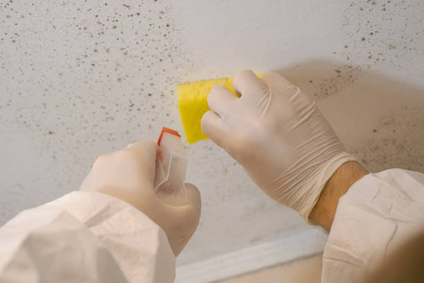 Best Real Estate Mold Inspection  in Muncie, IN