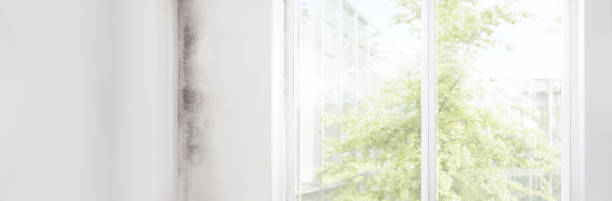 Best Black Mold Removal  in Muncie, IN