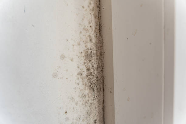 Best Real Estate Mold Inspection  in Muncie, IN